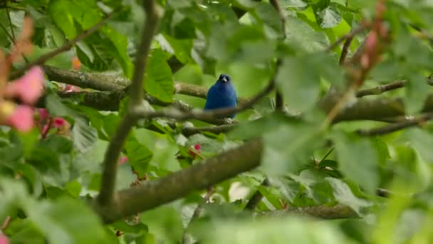 Mooie Blauwe Indigo Gors Vogel Staan Bloemrijke Boom Matige Winderige — Stockvideo