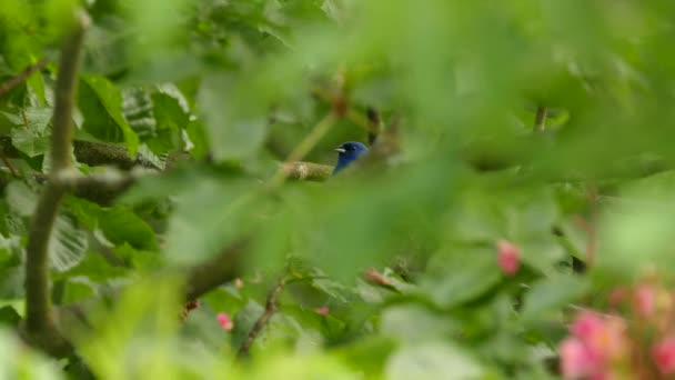 Smyg Toppen Huvudet Indigo Bunting Vacker Fågel Det Vilda — Stockvideo