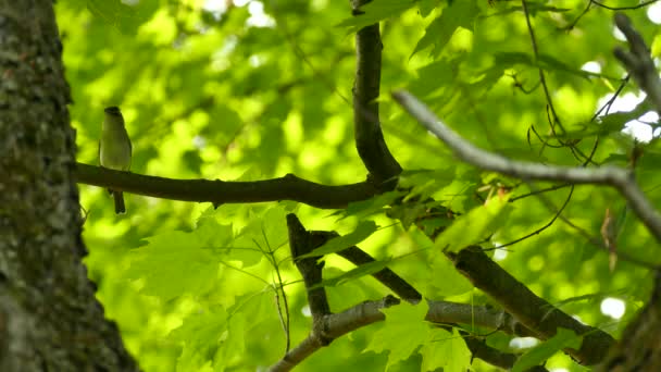 Vireo Retourne Avant Commencer Toiletter Dans Forêt Nord Américaine — Video