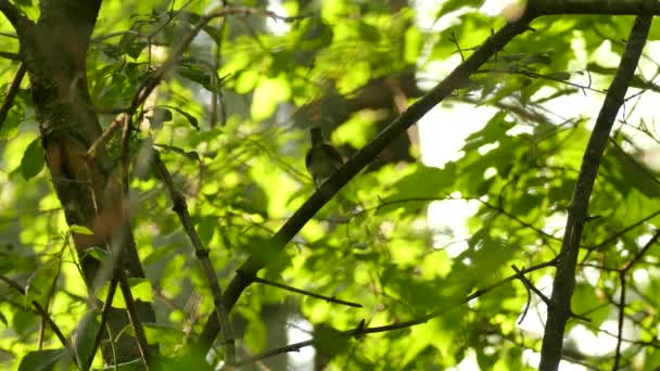 Silhueta Vireo Olhos Vermelhos Fundo Ensolarado Floresta Exuberante Canadá — Vídeo de Stock