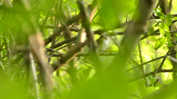 在林地的模糊的树叶和分枝中看到的红眼鸟 — 图库视频影像