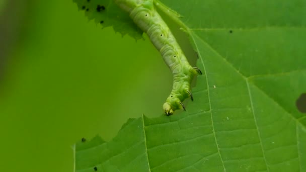Большая Зеленая Гусеница Съедает Лист Повторяющимися Движениями Головы — стоковое видео