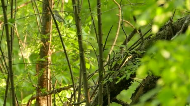 Plan Suivi Une Paire Oiseaux Viréo Aux Yeux Rouges État — Video