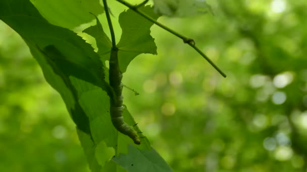 Liść Wieje Przez Duży Liść Gąsienicą Nim Wykonując Drobne Ruchy — Wideo stockowe