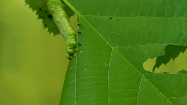 Grüne Raupe Nordamerika Ernährt Sich Von Blättern Denen Bereits Ein — Stockvideo