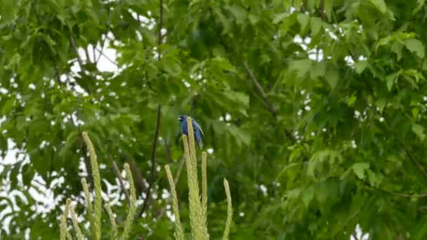 Blauwe Vogel Neergestreken Bovenop Dennenboom Met Bladboom Wazige Achtergrond — Stockvideo