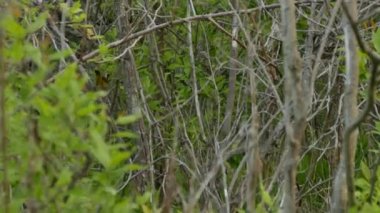İlkbahar göçünden sonra sık ormanda yaygın sarı boğaz hızlı hareket eder
