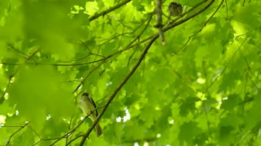 Garip bir parazit gösterisi. Farklı türde yetişkin kuşlara yemek için yalvarıyor. 2 / 4