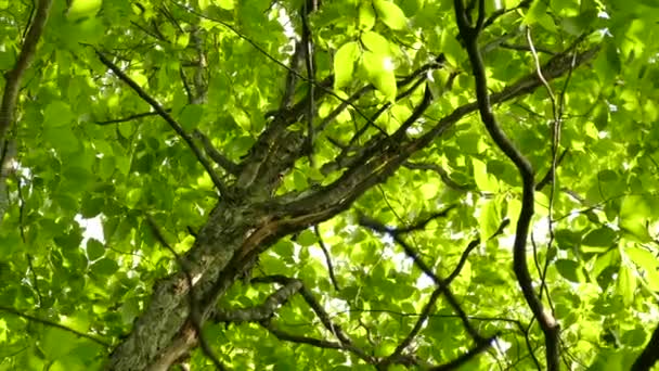 Dřevorubci Chovají Divně Vydávají Opakované Zvuky — Stock video