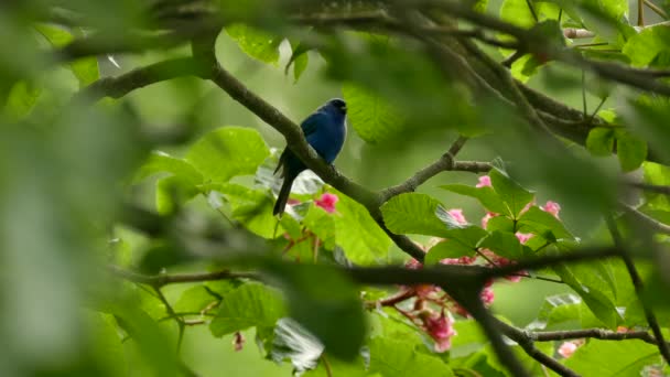 Mooie Dageraad Shot Van Indigo Gors Neergestreken Een Tak Wazige — Stockvideo