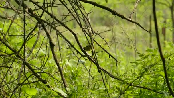 Common Yellowthroat Bird Catching Caterpillar Killing Wild Field — Stock Video