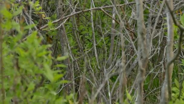 Gorge jaune commune se déplaçant rapidement dans une forêt dense après la migration printanière 