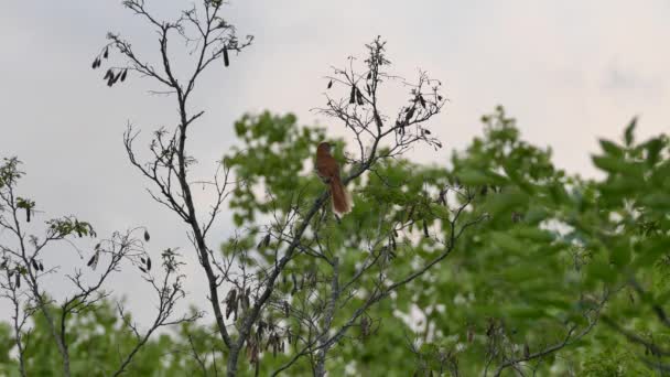 One Minute Shot Brown Thrasher Vocalizing Its Strange Famous Song — ストック動画