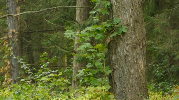 Bir Dakikalık Düzensiz Bir Şekilde Ağaçta Bir Aşağı Bir Yukarı — Stok video