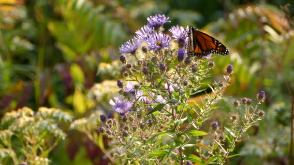 Mariposa Naranja Encaramada Sobre Una Flor Púrpura Bajo Sol Brillante — Vídeo de stock