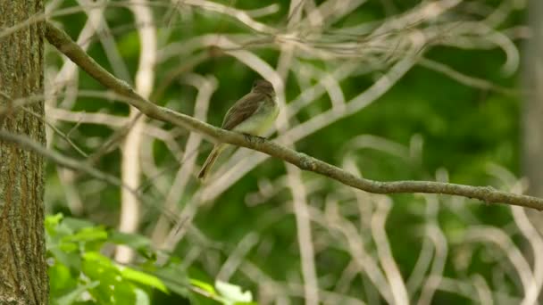 Αρκετά Flycatcher Πουλί Σταθεί Θυελλώδη Και Ηλιόλουστη Μέρα Ένα Άγριο — Αρχείο Βίντεο