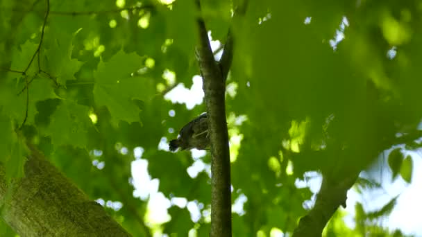 Parasitisme Scène Van Cowbird Wordt Gevoed Door Verschillende Soorten Vogel — Stockvideo