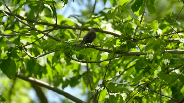 Mladý Pták Poskakuje Další Větvi Lese Během Dne Slunci — Stock video
