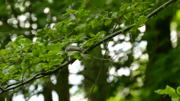 Chickadee Preparing Eating Green Caterpillar Prey While Branch — ストック動画