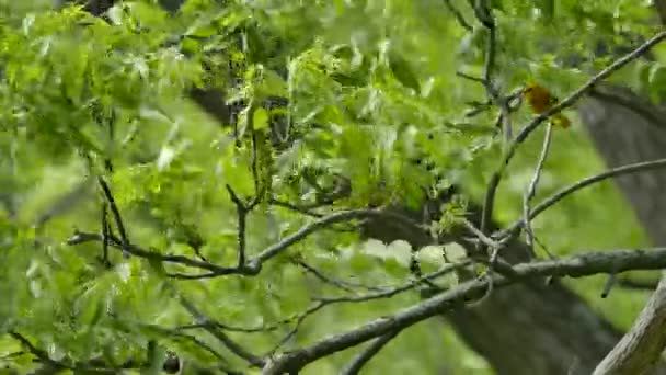 Güçlü Rüzgarlar Yeşil Böcek Tutarken Sarı Bülbül Dalını Emiyor — Stok video