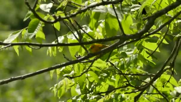 Belo Macho Amarelo Warbler Segurando Lagarta Enquanto Saltando Uma Árvore — Vídeo de Stock