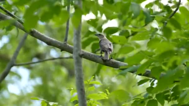 Jeugd Van Een Onbekende Vogelsoort Die Een Tak Staat Wachten — Stockvideo
