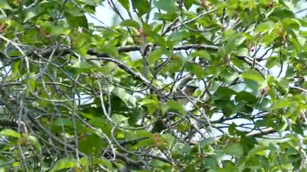 候鸟迁徙季节过后 雪松展翅鸟互相交流 — 图库视频影像