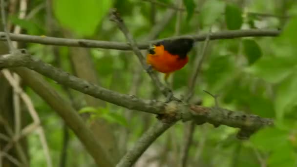Tracking Sequence Bright Orange Baltimore Oriole Hopping Branches — ストック動画