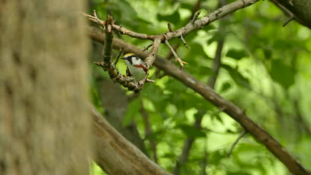 Long Extended Vocalizing Shot Chestnut Sided Warbler Pretty Woodland — Stock Video