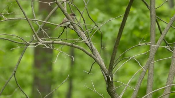 Burung Pewee Flycatcher Berdiri Cabang Pada Latar Belakang Bokeh Yang — Stok Video
