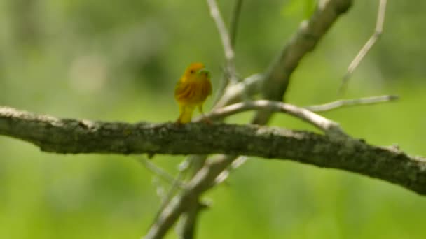 Tentativa Rastreamento Tiro Movimento Muito Rápido Pouco Warbler Pássaro Após — Vídeo de Stock