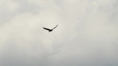Türkiye akbabası Amerika 'da bulutlu ve mavi gökyüzü arka planında uçuyor