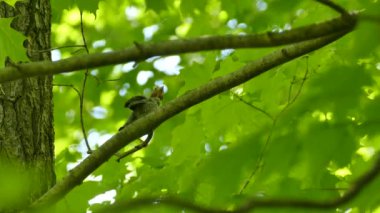Parazit, kahverengi saçlı inek kuşu 3 / 4 beslenmek için ses çıkarıyor.