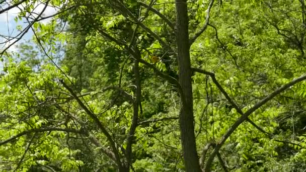 Sepasang Warblers Kuning Pohon Selama Musim Panas Amerika Utara — Stok Video