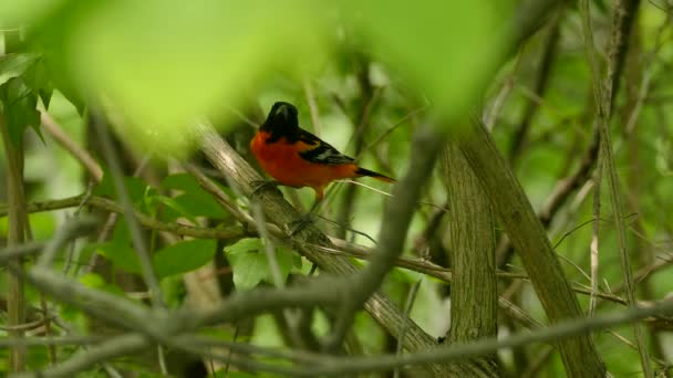Beautiful Baltimore Oriole Perfect Lighting Stands Lush Tree Canopy — Stock Video