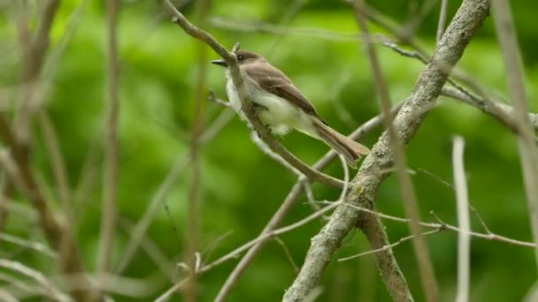 Makro Zdjęcie Ptaka Łapiącego Muchy Typu Pewee Lasach Liści Kanadyjskich — Wideo stockowe