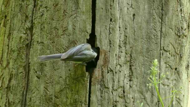 Dubbel Schot Van Kuikennest Een Boomstam Met Een Vogel Die — Stockvideo