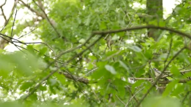 Very Strange Behaviour Displayed Pair Downy Woodpeckers Beating Wings — ストック動画