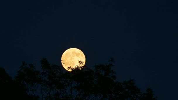 夜晚月亮在树梢上方的晴朗天空中升起的时间 — 图库视频影像