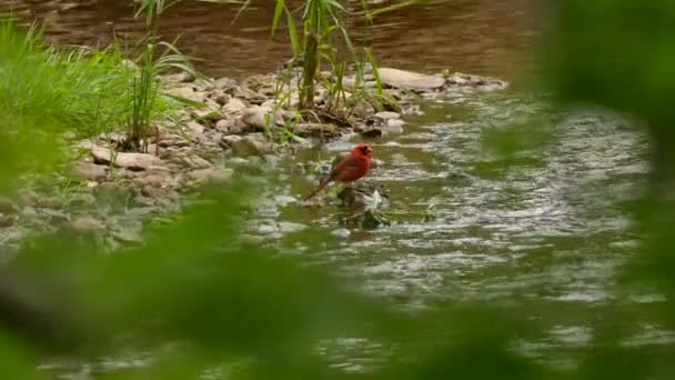 Roter Vogel Nordkardinal Steht Aus Unbekannten Gründen Flachen Wasser — Stockvideo