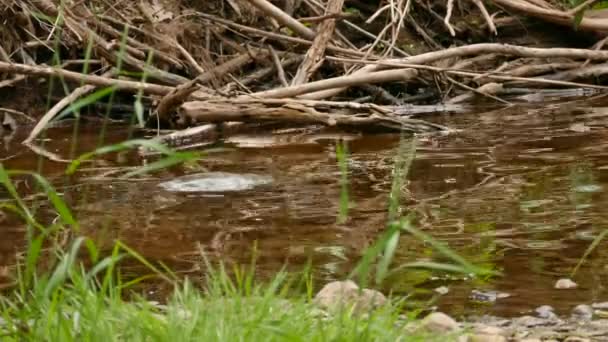 Jen Hřbet Velké Severoamerické Želvy Pomalu Vznáší Vodě — Stock video