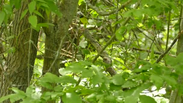 Подвійний Удар Голодної Пташки Чистому Канадському Лісі Сонці — стокове відео
