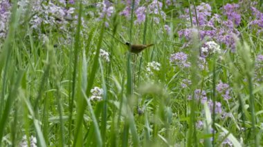 Çifte atış. Çiçeklerle dolu bir alanda orta boy sarı boğaz.
