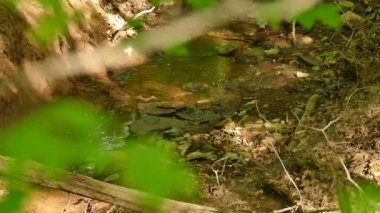 Yükselmiş bir arazinin sessiz akıntısı. Yakınlarda bir kuşla doğal ortam.