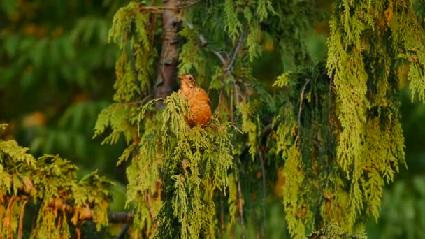 Juvenile American Robin Στέκεται Κέδρο Δέντρο Όμορφο Φως Από Ηλιοβασίλεμα — Αρχείο Βίντεο