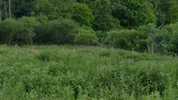 Champ en été à la fin de la journée avec des cerfs cachés au loin 