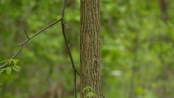 Dřevorubec Bojuje Zelenou Housenka Kořist Čistě Rozmazané Pozadí Lesa — Stock video
