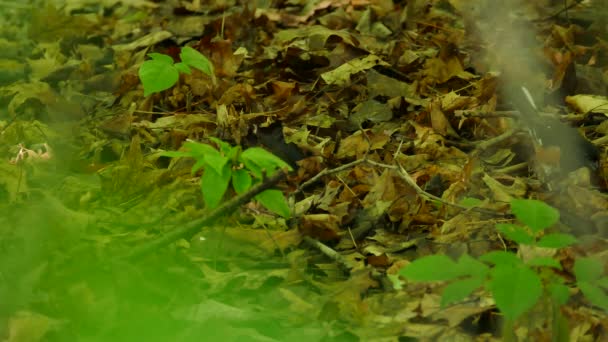 Surprising Behaviour Male Eastern Towhee Jumping Lift Leaves Feed — Stock Video