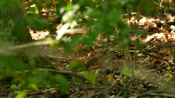 Tampilan Sedang Hutan Tanah Dengan Daun Mati Dan Burung Mengangkat — Stok Video