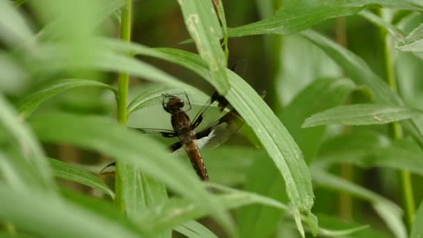 Libellule pendue à partir de feuilles vertes fraîches par temps de vent modéré 
